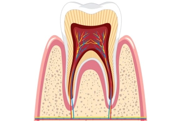 how many roots a tooth truly has